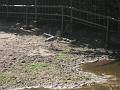 Zoo Cottbus 147